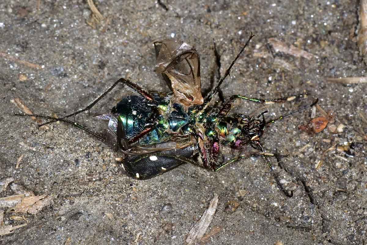 Cicindela campestris in accoppiamento